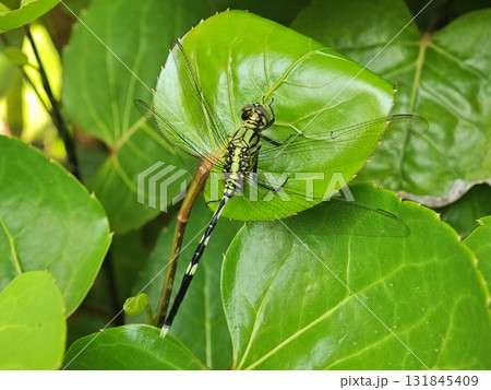 Striped Dragonfly Wings Spread on Shiny Leaf Striped Dragonfly Wings Spread on Shiny Leaf 131845409
