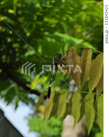 Green Striped Dragonfly Perched on Leaf Green Striped Dragonfly Perched on Leaf 131845421
