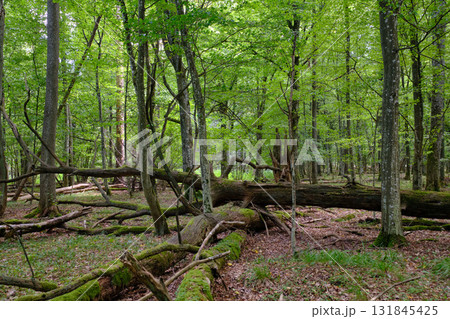 Summertime deciduous forest with broken old tree 131845425