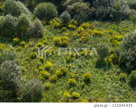 Patch of Canadian Goldenrod (Solidago canadensis) growing in a small clearing 131845435