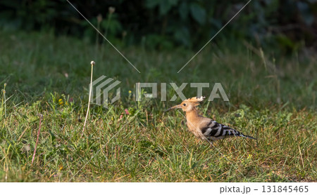Hoopoe (Upupa epops) in backyard grass 131845465