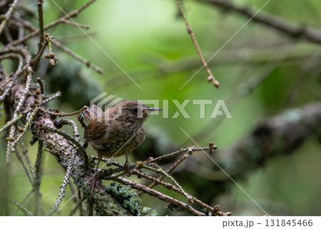 Eurasian wren (Troglodytes troglodytes) close up in spring Eurasian wren (Troglodytes troglodytes) close up in spring 131845466