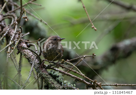 Eurasian wren (Troglodytes troglodytes) close up in spring Eurasian wren (Troglodytes troglodytes) close up in spring 131845467