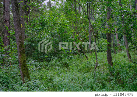 Late summer rich deciduous stand with old trees and lush foliage Late summer rich deciduous stand with old trees and lush foliage 131845479