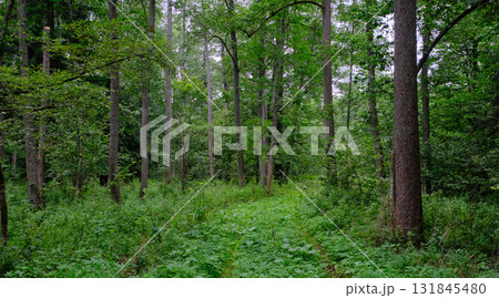 Late summer rich deciduous stand with old trees and lush foliage Late summer rich deciduous stand with old trees and lush foliage 131845480