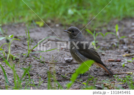 Juvenile Black Redstart(Phoenicurus ochruros) against dark background 131845491
