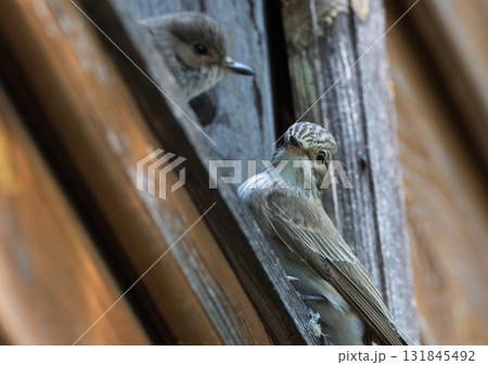 Spotted Flycatcher (Muscicapa striata) on wooden part of building 131845492