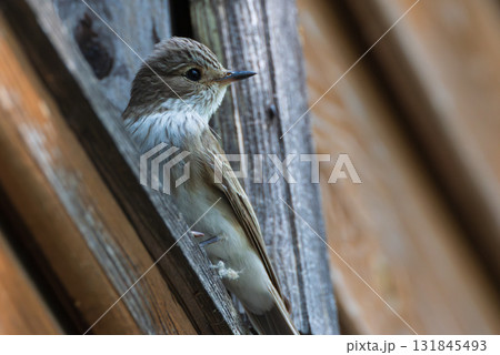 Spotted Flycatcher (Muscicapa striata) on wooden part of building 131845493