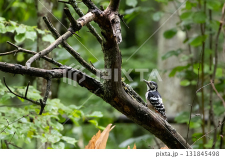 Wwhite-backed woodpecker (Dendrocopos leucotos) in fall 131845498