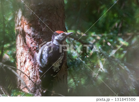 Middle spotted woodpecker (Leiopicus medius) male 131845500