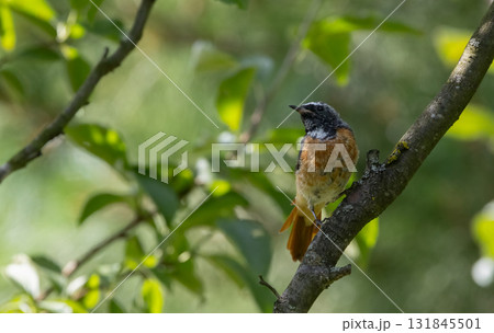 Common Redstart (Phoenicurus phoenicurus) on branch 131845501