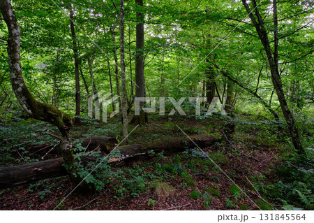 Late summer rich deciduous stand with old trees and lush foliage 131845564