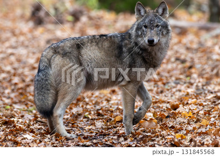 Female Wolf(Canis lupus) walking looking at camera 131845568