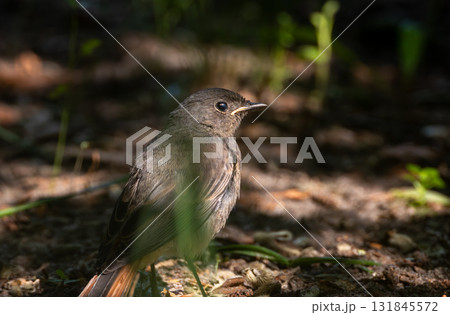 Juvenile Black Redstart(Phoenicurus ochruros) against dark background Juvenile Black Redstart(Phoenicurus ochruros) against dark background 131845572