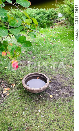 Birdbath for swans and ducks on a grassy lawn of a park with autumn leaves and green foliage Birdbath for swans and ducks on a grassy lawn of a park with autumn leaves and green foliage 131845647