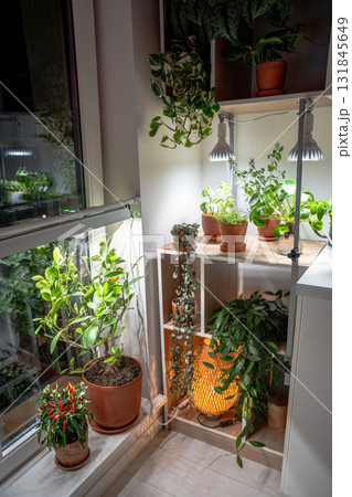 Growing plants under LED phyto lamp at home in winter season. Additional illumination. 131845649