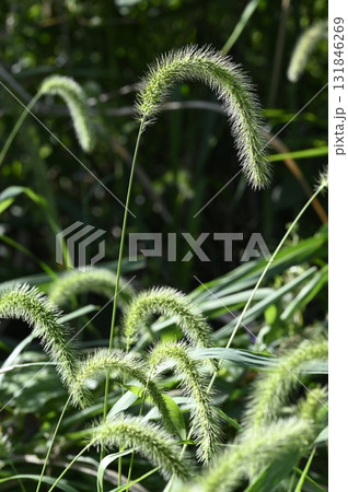 草原に生えるアキノエノコログサ 131846269