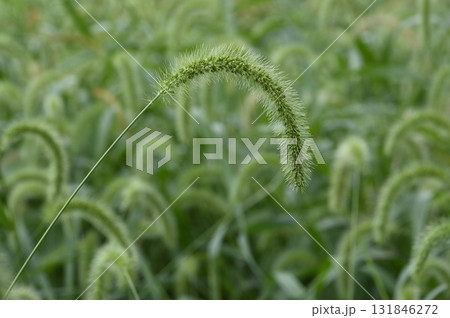 草原に生えるアキノエノコログサ 草原に生えるアキノエノコログサ 131846272
