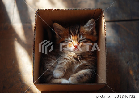 A serene top view of a fluffy kitten curled up snugly in the corner of an empty box, its soft fur contrasting against the bare cardboard, evoking a sense of calm comfort A serene top view of a fluffy kitten curled up snugly in the corner of an empty box, its soft fur contrasting against the bare cardboard, evoking a sense of calm comfort 131846732