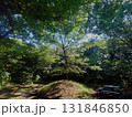 江ノ島　恋人の丘 131846850