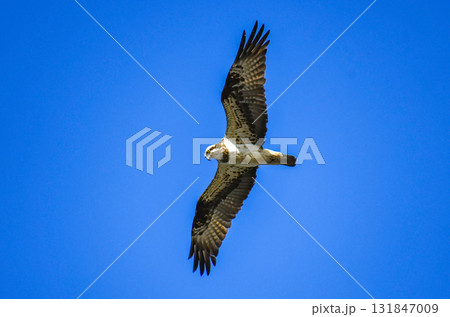 大空を舞うミサゴ 131847009