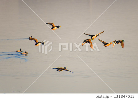 朝日に照らされて飛ぶマガモの群れ 131847013