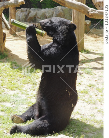 ツキノワグマ ツキノワグマ 131847135