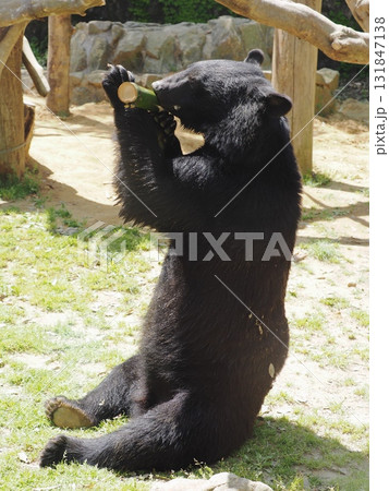 ツキノワグマ ツキノワグマ 131847138