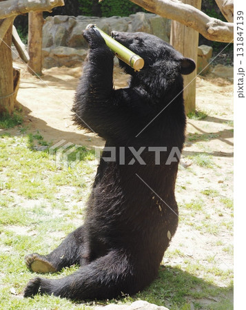 ツキノワグマ 131847139