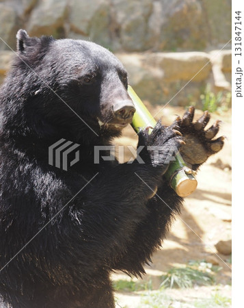 ツキノワグマ ツキノワグマ 131847144