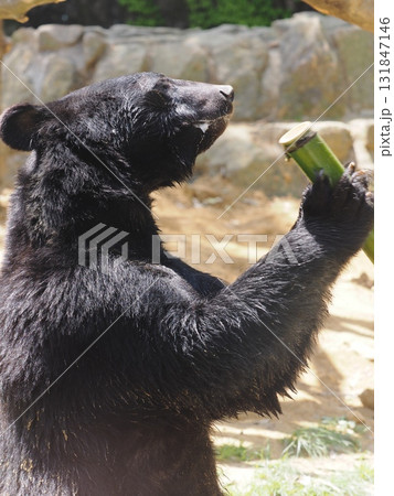 ツキノワグマ 131847146