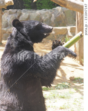 ツキノワグマ ツキノワグマ 131847147