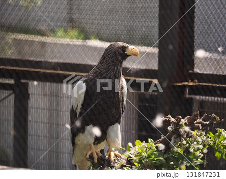 オオワシ 131847231