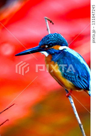 春の桜とカワセミ 131847245