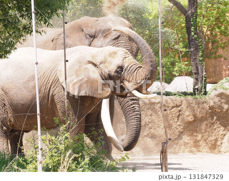 像の砂浴び 131847329