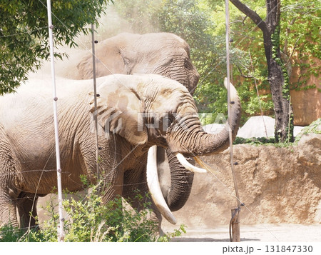 像の砂浴び 131847330