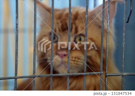Maine Coon Cute cat close up portrait inside a cage 131847534