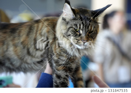 Maine Coon Cute cat close up portrait Maine Coon Cute cat close up portrait 131847535