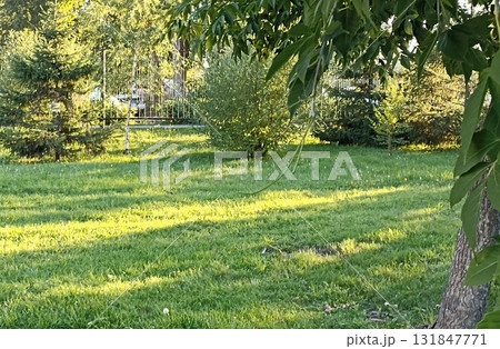 Lush Greenery and Sunlight A Tranquil Garden Scene with Trees and Grassy Lawn Landscape 131847771