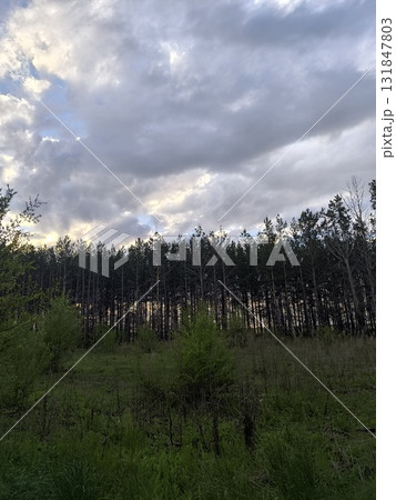 Gloomy Sky Over Forest Edge A Serene Landscape for Nature and Environmental Projects. 131847803