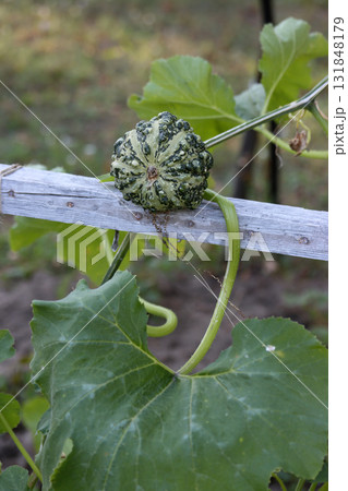 A decorative pumpkin growing in a raised garden bed. A decorative pumpkin growing in a raised garden bed. 131848179
