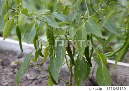 A chili pepper grows in a garden bed. Green and red peppers ripening on the bush. A raised bed. 131848180