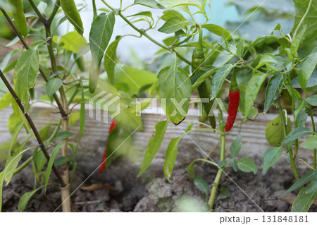 A chili pepper grows in a garden bed. Green and red peppers ripening on the bush. A raised bed. A chili pepper grows in a garden bed. Green and red peppers ripening on the bush. A raised bed. 131848181
