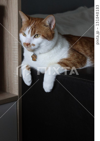 A ginger cat with white spots sits on an ottoman, with its front paws dangling. A cat paw-shaped pendant hangs on its neck. Oblique Angle. A ginger cat with white spots sits on an ottoman, with its front paws dangling. A cat paw-shaped pendant hangs on its neck. Oblique Angle. 131848183