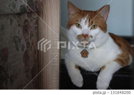 A ginger cat with white spots sits on an ottoman, with its front paws dangling. A cat paw-shaped pendant hangs on its neck. A ginger cat with white spots sits on an ottoman, with its front paws dangling. A cat paw-shaped pendant hangs on its neck. 131848200