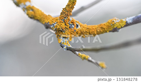 Yellow orange lichen growing on dry tree branch, closeup shallow depth of field detail 131848278