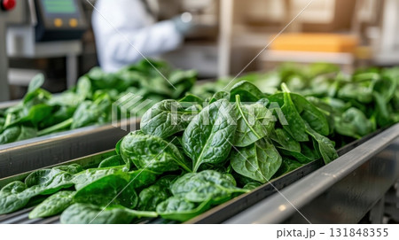 Close-up of fresh spinach on industrial conveyor in food factory 131848355