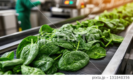 Close-up of fresh spinach on industrial conveyor in food factory 131848356