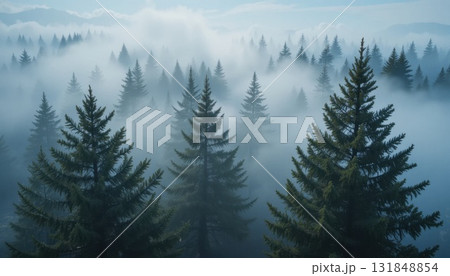 Misty Forest Landscape With Evergreen Trees Under Soft Gray Skies at Dawn 131848854