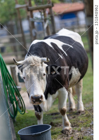 Cow drinking water from bucket on farm looking at you 131848962